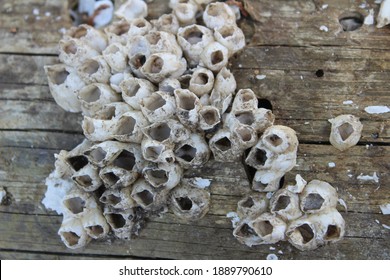 Marine sea barnacles sun bleached and dead clustered on the side of a wooden pylon at a marina. The tiny circle pattern of the barnacle cluster could trigger the phobia Trypophobia.