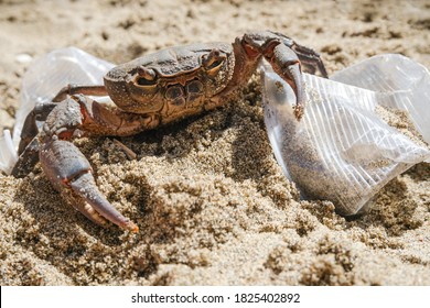 Marine Sea Crab Living On Plastic Glasses Waste Pollution.Dirty Contaminated Ecosystem,pollution Damage Animal