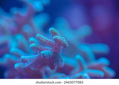 marine SPS coral Seriatiopora, Acropora macro photo, selective focus Foto Stock