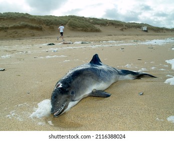 Marine stranding Bottle nose dolphin calve Constantine Bay Padstow Cornwall Fishing nets        
