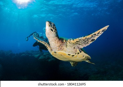 Fernando De Noronha Images Stock Photos Vectors Shutterstock