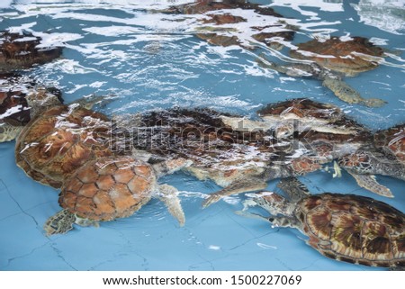 Similar – Image, Stock Photo driftwood Wood Lake Tree