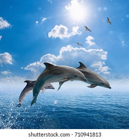 Marine wildlife background - dolphins jumping out of blue sea, seagulls fly high in blue sky with white clouds and bright sun