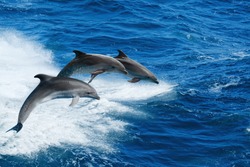 Sfondo Fauna Marina - Tre Delfini Bottlenone Che Saltano Sulle Onde Del Mare