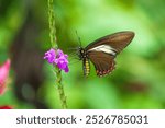 Mariposa Battus crassus crassus, Papilionidae, Battus crassus, the Crassus swallowtail, is a species of butterfly from the family Papilionidae. 