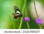 Mariposa Battus crassus crassus, Papilionidae, Battus crassus, the Crassus swallowtail, is a species of butterfly from the family Papilionidae. 