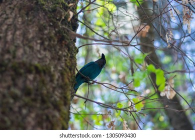 Mariposa, California / United States Of America - May 18 2018: Blue Bird At Yosemite National Park