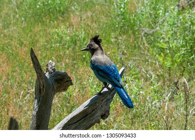 Mariposa, California / United States Of America - May 18 2018: Blue Bird At Yosemite National Park