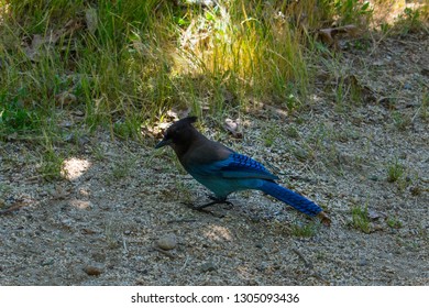 Mariposa, California / United States Of America - May 18 2018: Blue Bird At Yosemite National Park