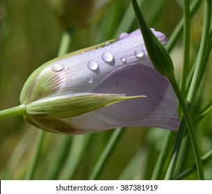 Mariposa Lilly, Malibu Creek, California