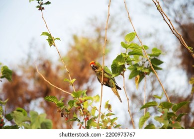 
Maritaca Eating Blackberries In Early Spring