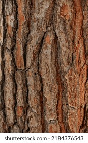 Maritime Pine Bark Texture Macro Shot