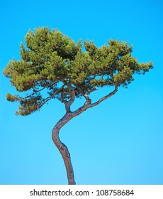 Maritime Pine curved tree, Pinus Pinaster mediterranean plant, isolated on blue sky background. Juan les Pins, Provence, France.