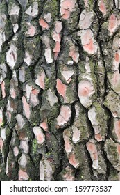 Maritime Pine (Pinus Pinaster) Trunk