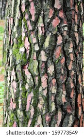 Maritime Pine (Pinus Pinaster) Trunk