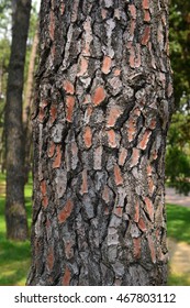 Maritime Pine (Pinus Pinaster) Trunk