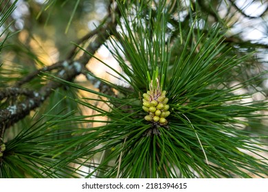 Maritime Pine (Pinus Pinaster) Young Cones 