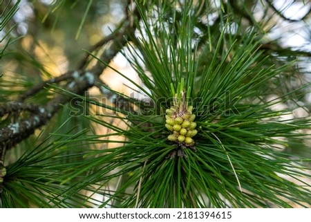 Maritime pine (Pinus pinaster) young cones 