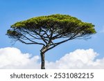 Maritime pine of the Sorrento peninsula