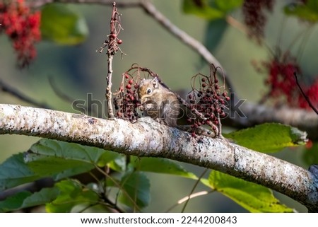 The maritime striped squirrel or eastern striped squirrel (Tamiops maritimus)