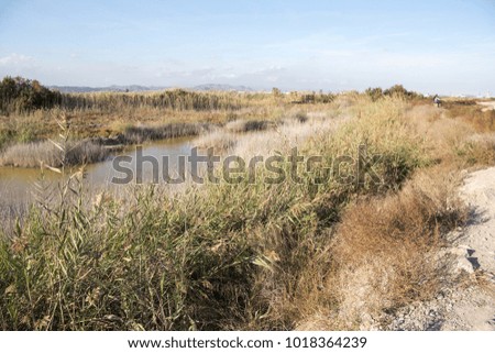 Similar – Cattle Egret Plant Animal