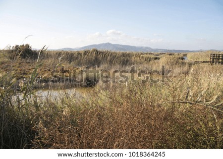 Cattle Egret Plant Animal