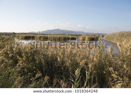 Similar – Cattle Egret Plant Animal