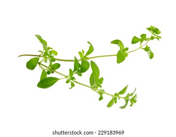 Marjoram Isolated On White