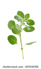 Marjoram Isolated On White Background
