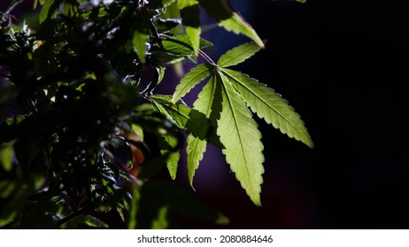 marjuana plant close up detail.