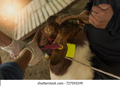 Mark the goat.ear piercing.