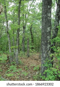 Mark Twain National Forest, Missouri