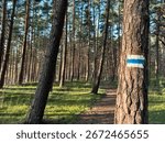 Marked Hiking Path through Pine Woods at Sunset - trail leads the eye along the sunlit footpath with calm woodland atmosphere — ideal for outdoor recreation and eco-tourism themes.