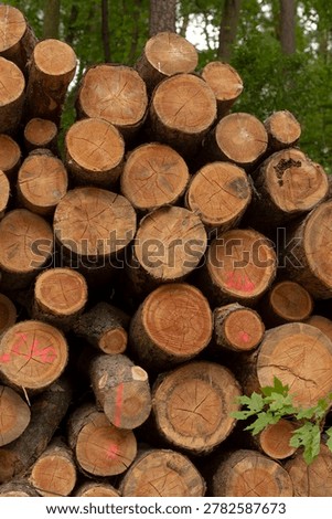 Marked log ends with foreground foliage and layered pile behind, red spray marks visible, earthy tones and soft light create documentary fieldwork feel
