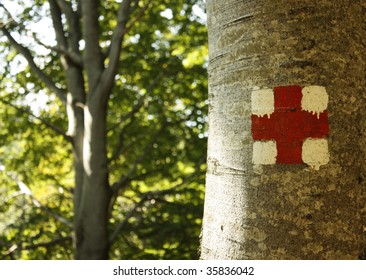 marked tree in the forest