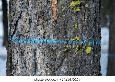 Marked tree in Sierre Nevada forest.   Blue paint, moss.   - Powered by Shutterstock