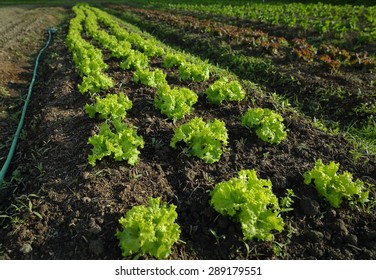 Market Garden Lettuce Growing. Rows Of Young Lettuce Growing In A Market Garden. 