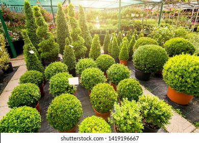 marketplace with boxwood shaped on  flowerpots of a round shape and high with solar light in the background a sale of flowers, nobody.