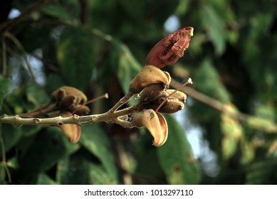 Lục Bát Hoa ĐV - Page 37 Markhamia-stipulata-seemtree-deciduous-birch-260nw-1013297110