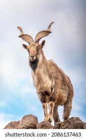Markhor, Capra falconeri, wild goat native to Central Asia, Karakoram and the Himalayas standing on rock on blue sky background. Males have tightly curled, corkscrew-like horns, up to 160 cm long