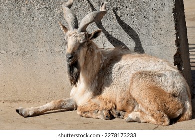 Markhor Goat Animals Zoo Horn