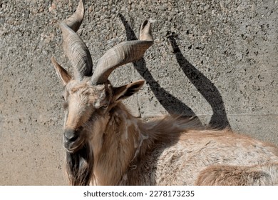 Markhor Goat Animals Zoo Horn