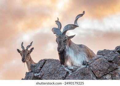 Markhor male and female on the rock. Latin name - Capra falconeri. Wild goat native to Central Asia, Karakoram and the Himalayas - Powered by Shutterstock