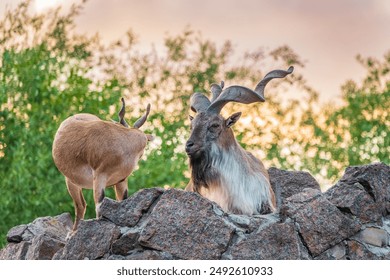 Markhor male and female on the rock. Latin name - Capra falconeri. Wild goat native to Central Asia, Karakoram and the Himalayas - Powered by Shutterstock