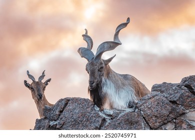 Markhor male and female on the rock. Latin name - Capra falconeri. Wild goat native to Central Asia, Karakoram and the Himalayas - Powered by Shutterstock