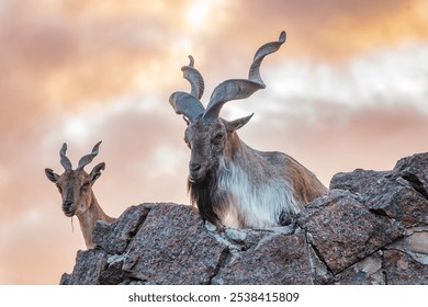 Markhor male and female on the rock. Latin name - Capra falconeri. Wild goat native to Central Asia, Karakoram and the Himalayas - Powered by Shutterstock