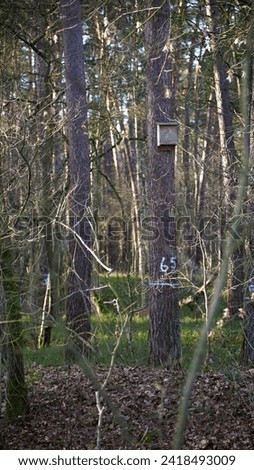 Markings painted on a tree trunk. White line and a number on a tree marking the 
