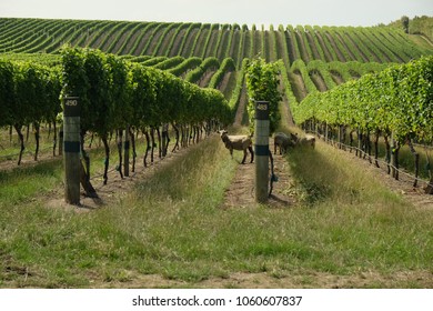 Marlborough New Zealand Vineyard