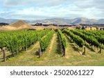 Marlborough Vineyard in mid-Summer, New Zealand. Sauvignon Blanc grape vines in the foreground.