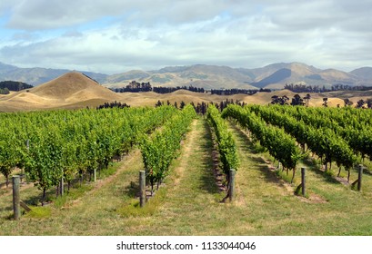 Marlborough Vineyard In Mid-Summer, New Zealand. Sauvignon Blanc Grape Vines In The Foreground.